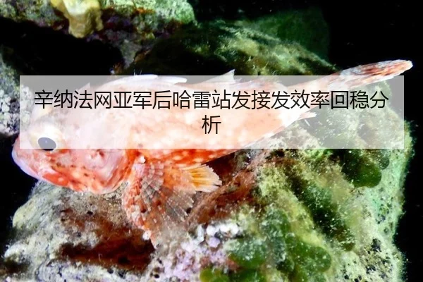 辛纳法网亚军后哈雷站发接发效率回稳分析